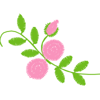 Jurema Preta Flowers Jurema Preta Flowers