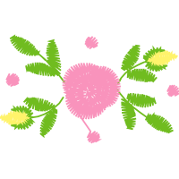 Jurema Preta Flowers Jurema Preta Flowers