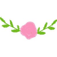 Jurema Preta Flowers Jurema Preta Flowers