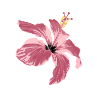 Kaempferia Rotunda Flowers Kaempferia Rotunda Flowers