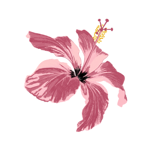 Kaempferia Rotunda Flowers Kaempferia Rotunda Flowers