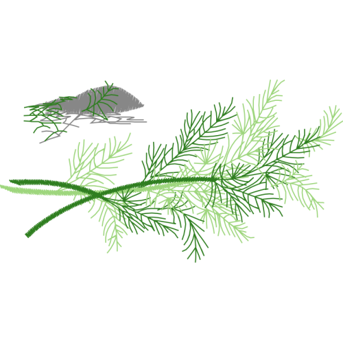 Larch Flowers Larch Flowers