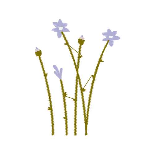 Lavender Flowers Lavender Flowers