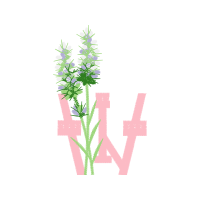 Lavender Flowers Lavender Flowers