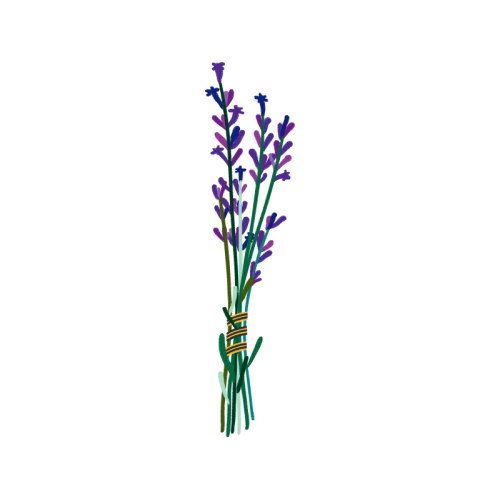 Lavender Flowers Lavender Flowers