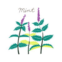 Lavender Flowers Lavender Flowers