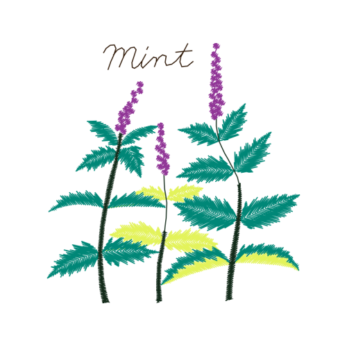 Lavender Flowers Lavender Flowers