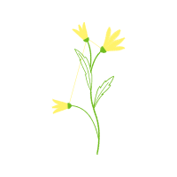 Lilies Flowers Lilies Flowers