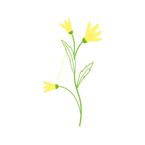 Lilies Flowers Lilies Flowers