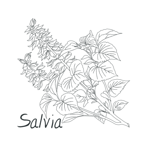 Line Art Flowers Line Art Flowers