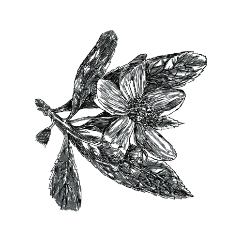 Line Art Flowers Line Art Flowers