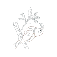 Line Art Flowers Line Art Flowers