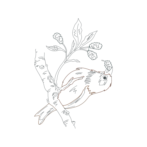 Line Art Flowers Line Art Flowers