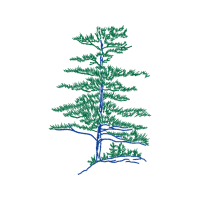 Lodgepole Pine Flowers Lodgepole Pine Flowers