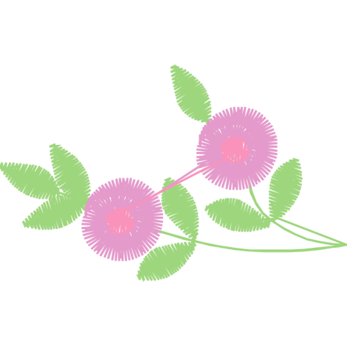 Mimosa Flowers Mimosa Flowers