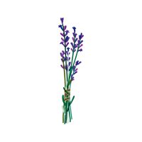 Monocotyledon Flowers