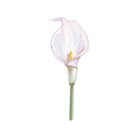 Moth Orchids Flowers