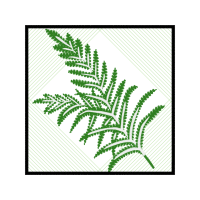 Ostrich Fern Flowers