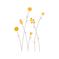 Oxeye Daisy Flowers Oxeye Daisy Flowers