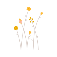 Oxeye Daisy Flowers Oxeye Daisy Flowers