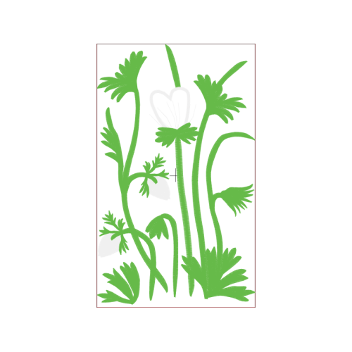 Parsley Flowers Parsley Flowers