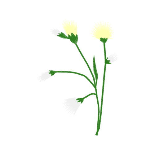 Pedicel Flowers Pedicel Flowers