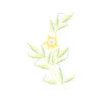 Perforate St John S Wort Flowers