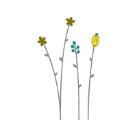 Ranunculus Flowers Ranunculus Flowers