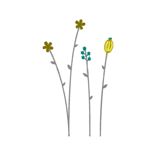 Ranunculus Flowers Ranunculus Flowers