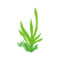 Ribwort Plantain Flowers Ribwort Plantain Flowers