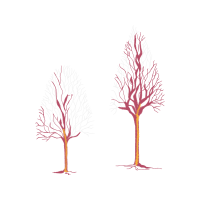 River Birch Flowers River Birch Flowers