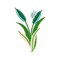 Russian Olive Flowers