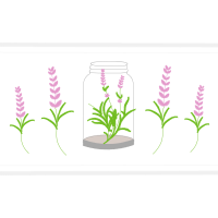 Rutgers University Flowers Rutgers University Flowers