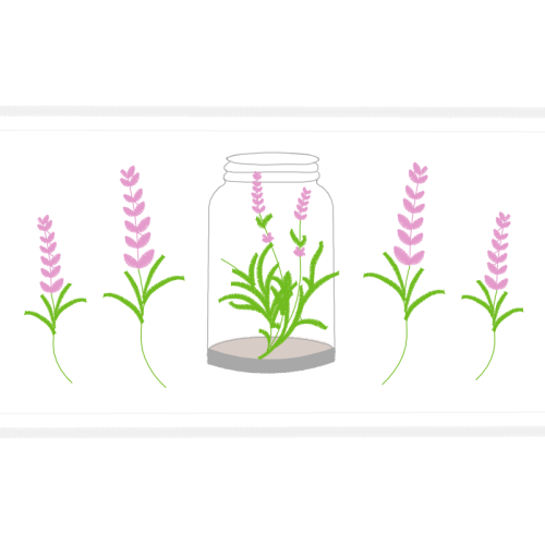 Rutgers University Flowers Rutgers University Flowers