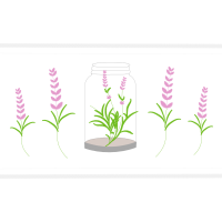 Sakana Flowers Sakana Flowers