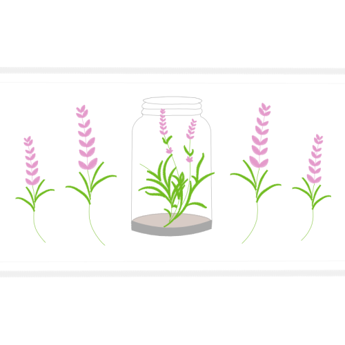 Sakana Flowers Sakana Flowers