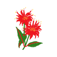 Scarlet Beebalm Flowers Scarlet Beebalm Flowers