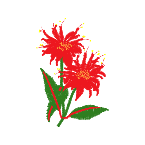 Scarlet Beebalm Flowers Scarlet Beebalm Flowers