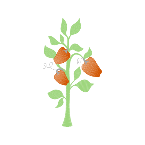 Seedless Fruit Flowers Seedless Fruit Flowers