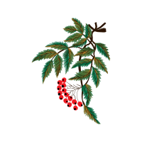 Seedless Fruit Flowers