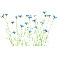 Sheep S Bit Flowers Sheep S Bit Flowers