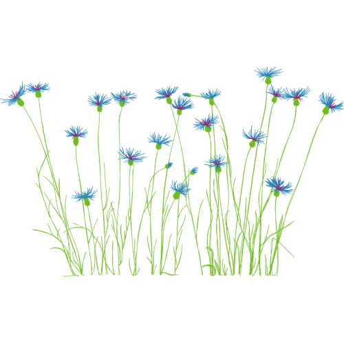 Sheep S Bit Flowers Sheep S Bit Flowers