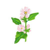 Shoeblackplant Flowers