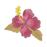 Shoeblackplant Flowers