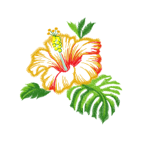 Shoeblackplant Flowers