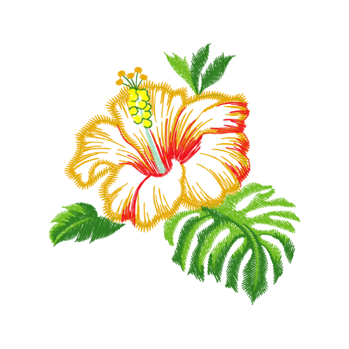 Shoeblackplant Flowers Shoeblackplant Flowers