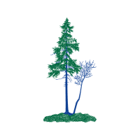 Shortleaf Pine Flowers