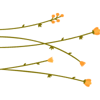 Site A Flowers Site A Flowers