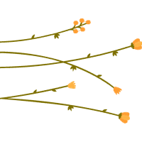 Site A Flowers Site A Flowers