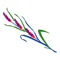 Site A Flowers Site A Flowers